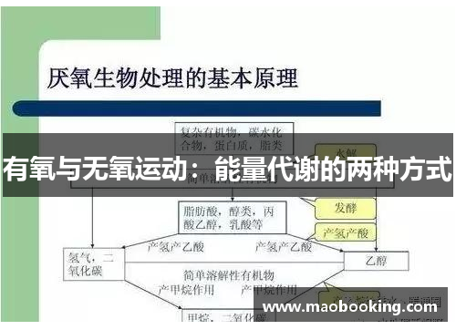 有氧与无氧运动：能量代谢的两种方式