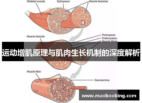 运动增肌原理与肌肉生长机制的深度解析